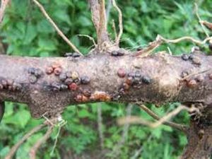 uploads/images/pest/tapioca scales.jpg